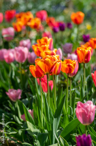 Amazing garden field with tulips of various bright rainbow color petals  beautiful bouquet of colors in sunlight daylight