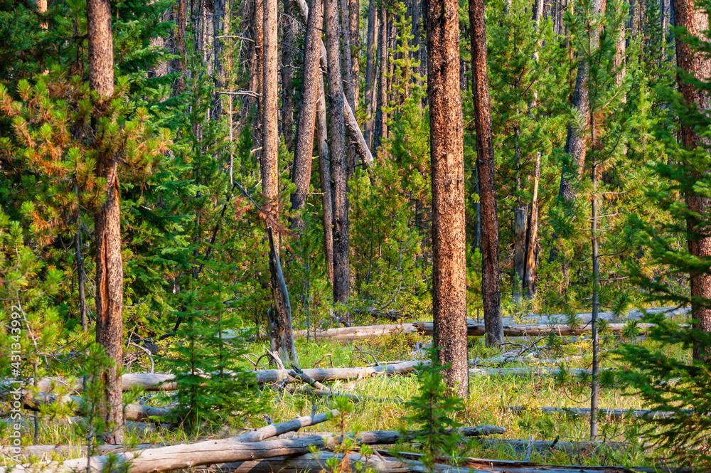 Obraz premium View of lush pine forest in Yellowstone