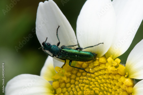 Spanish fly on a daisy flower after feeding on nectar from it