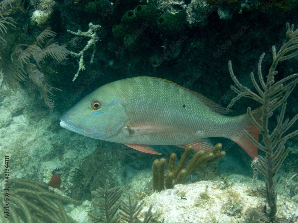 Fototapeta premium Mutton Snapper