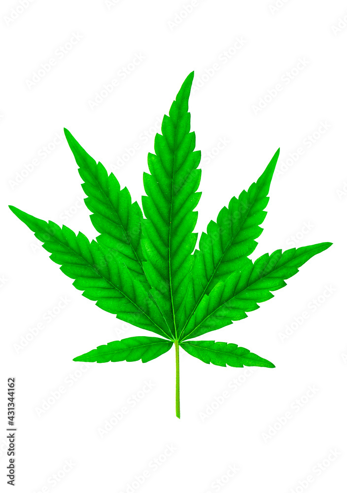 lush marijuana leaf on white lush marijuana leaf on white