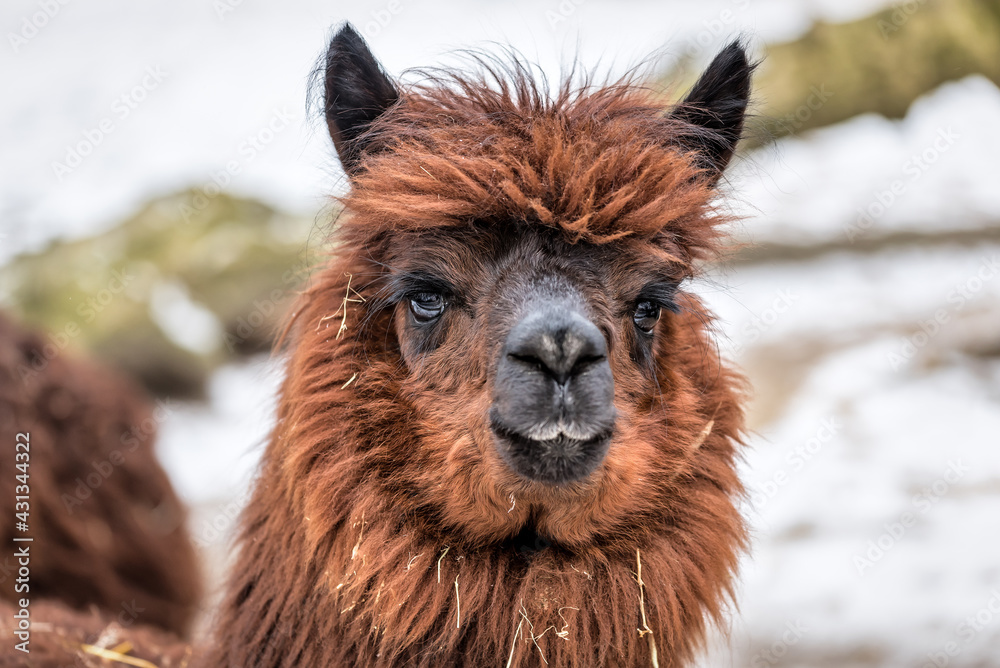 Fototapeta premium portrait of cute brown lama