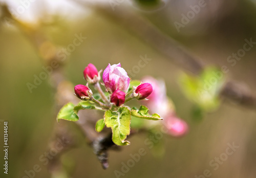 spring apple bloom