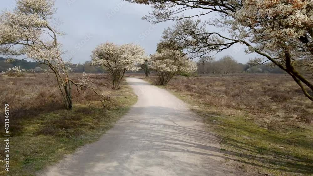 Heathland with blooming Amelanchier lamarkii tree, white flowers, aerial forwards Heathland with blooming Amelanchier lamarkii tree, white flowers, aerial forwards