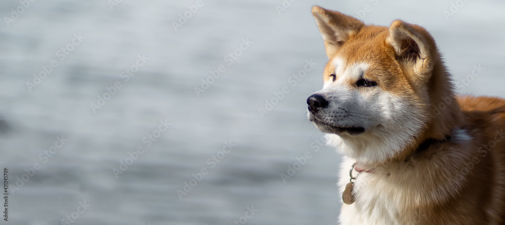 Japanese Akita inu on a gray background