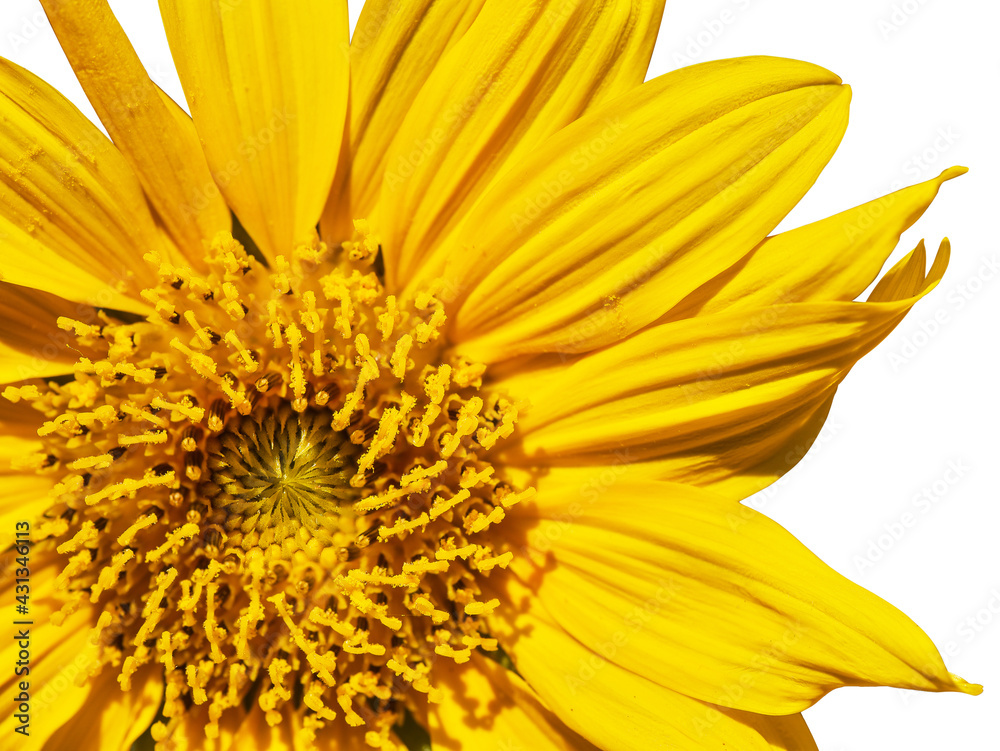 Closeup Sunflower and pollen isolated on white background with copy space Closeup Sunflower and pollen isolated on white background with copy space