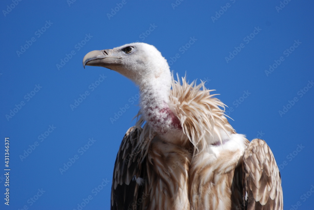 vautour vautour