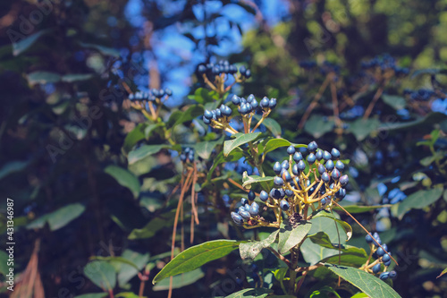 Plant called Viburnum Tinus is ripe fruits