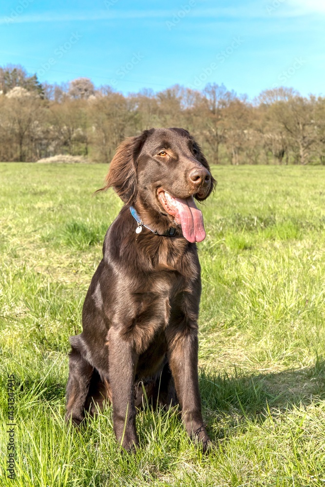 Resting dog in spring day. Brown Flat coated retriever puppy. Dog's eyes. Five months old puppy.