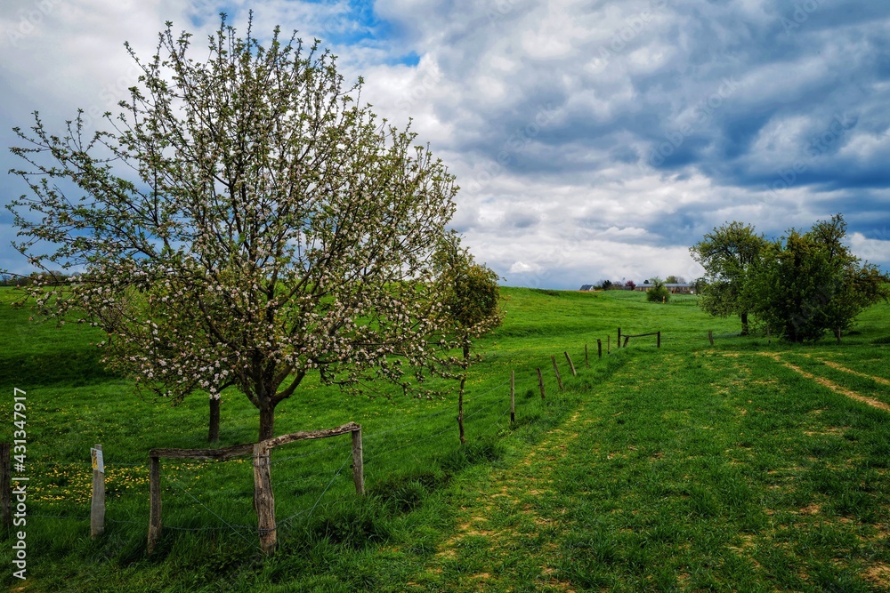 Obstbäume in Blüte.