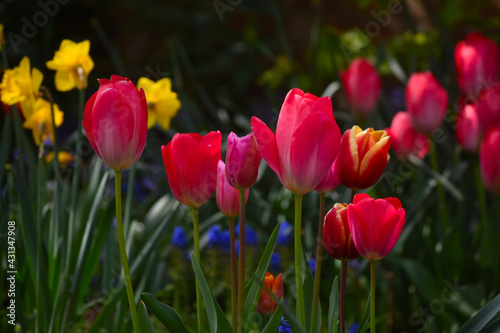 field of tulips