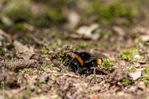 Bild auf Leinwand Queen buff tailed bumblebee, Bombus terrestris