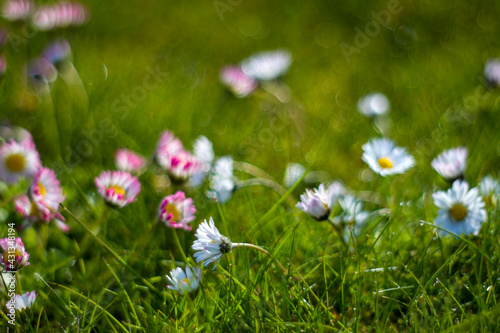 daisy flowers in morning dew with natural bokeh, soft focus