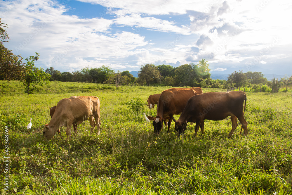 Cows grazing on a Colombian farm