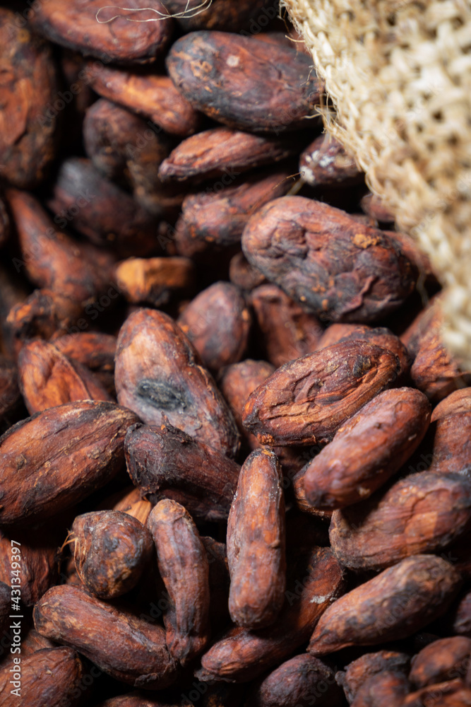 Grano del cacao, semilla, chocolate.