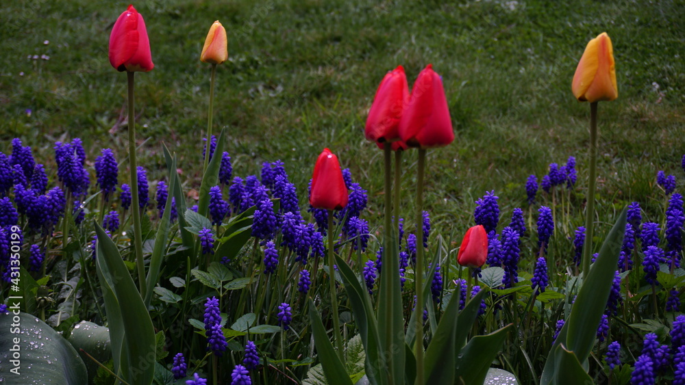 Naklejka premium Tulipany i szafirki posadzone na rabacie przy trawniku
