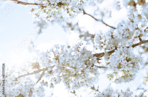 Voll erblühte Kirschblüten