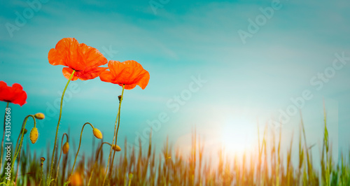 Rote Mohnblumen vor blauem Himmel bei Sonnenaufgang