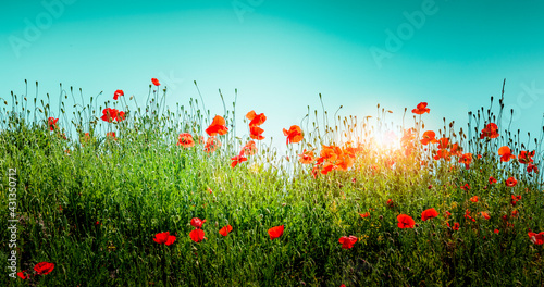 Rote Mohnblumen vor blauem Himmel bei Sonnenaufgang