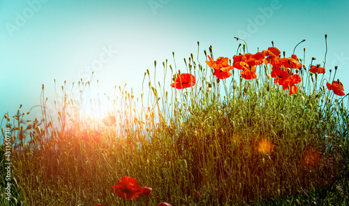 Rote Mohnblumen vor blauem Himmel bei Sonnenaufgang