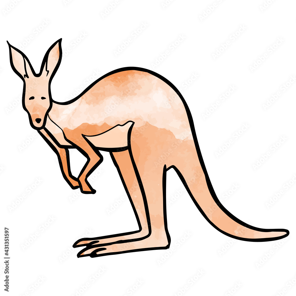 Hand drawn standing kangaroo watercolor vector illustration