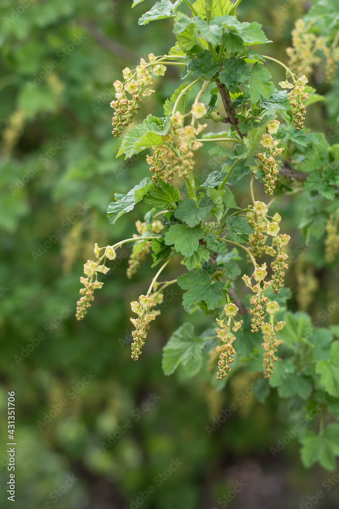flowers on a tree flowers on a tree