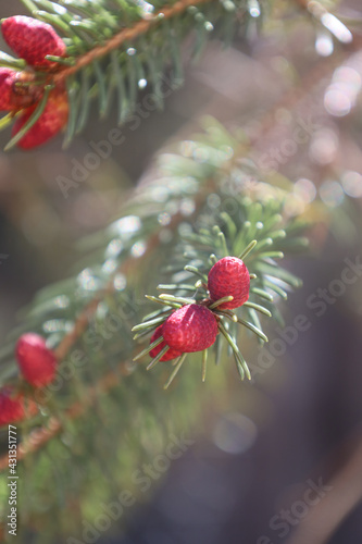 Little pine tree cones on branch