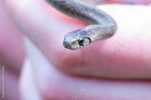 Selective focus shot of a newborn baby brown snake known as Storeria dekayi photo