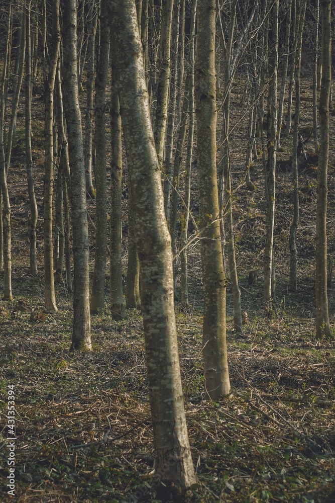 Junger Wald mit vielen Baumstämmen