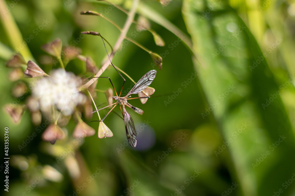 A crane fly in between weeds