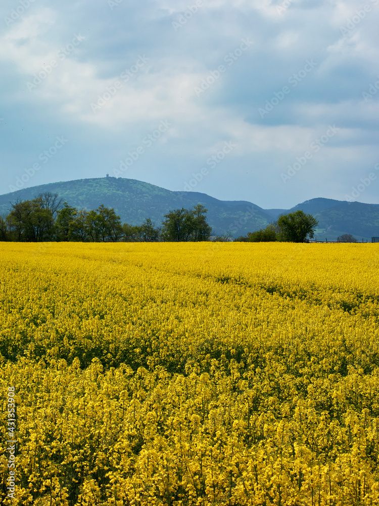 rapeseed field in spring