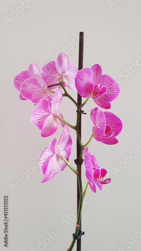 Fototapeta Naklejka Na Ścianę i Meble -  Best orchid flower phalaenopsis isolated on white wall. Butterfly orchids. Beautiful flowers. Mother's day. Spring season. Gift