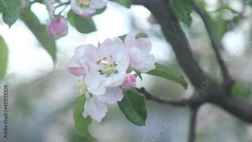Spring apple flowers on apple branch trees blossom in the garden.
Honey bees collecting pollen from an apple blossom flower.