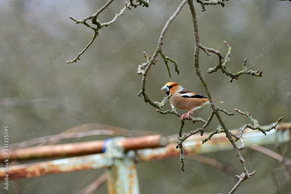 Portrait of the hawfinch sitting on tree branch in the spring Portrait of the hawfinch sitting on tree branch in the spring