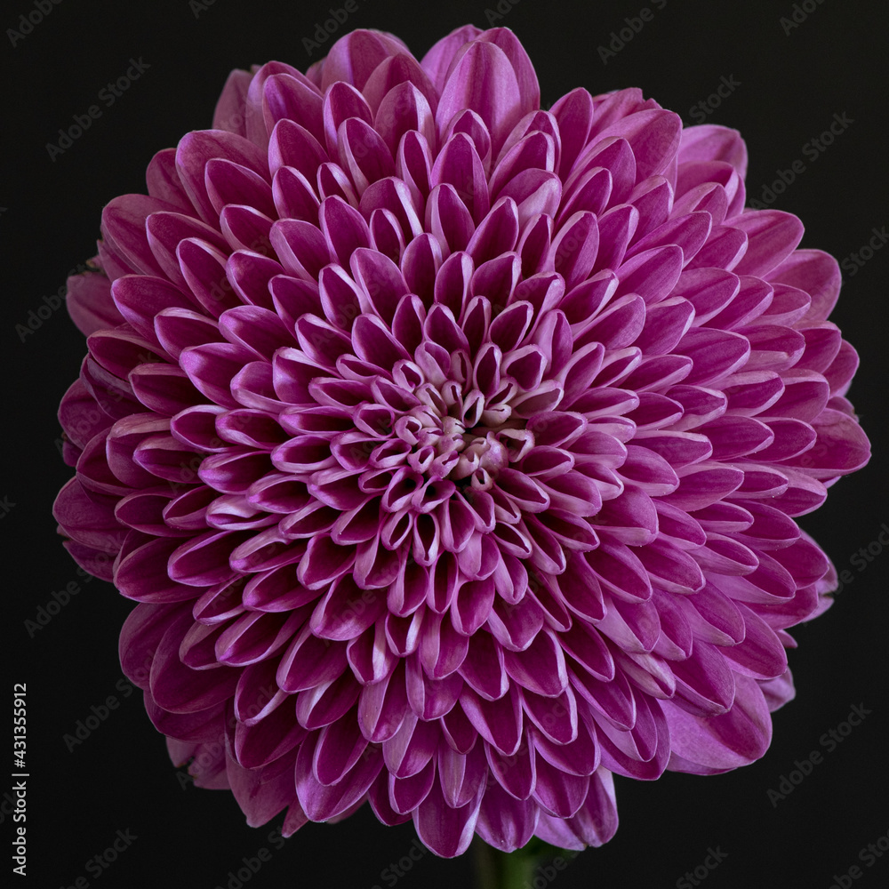 Radial symmetry of a Dalia flower, pink, against black background, viewed from close, cropped tight