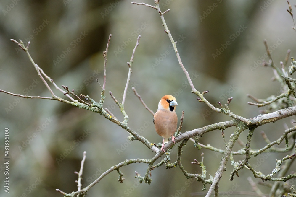 Portrait of the hawfinch sitting on tree branch in the spring Portrait of the hawfinch sitting on tree branch in the spring