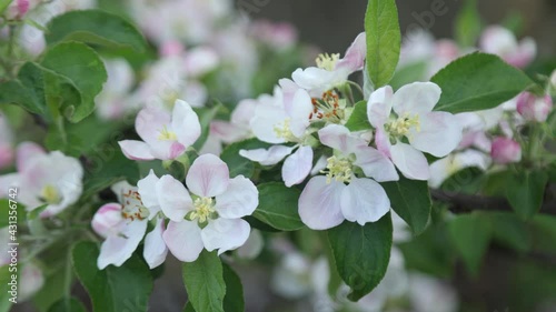 Spring apple flowers on apple branch trees blossom in the garden.
Honey bees collecting pollen from an apple blossom flower.