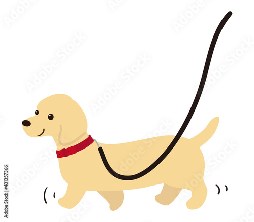 散歩をする犬　ダックスフンド