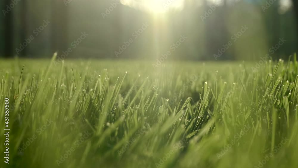 Green grass background close up under the sun. Young green grass lawn under sunlight on a summer warm day Green grass background close up under the sun. Young green grass lawn under sunlight on a summer warm day