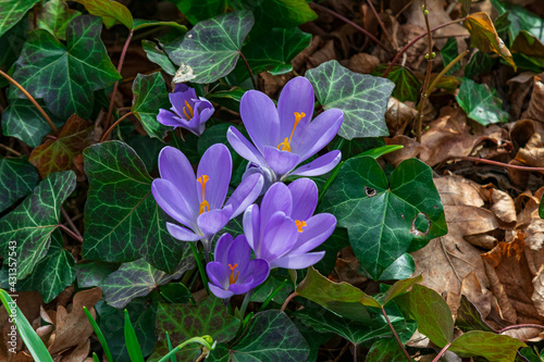 Krokus photo