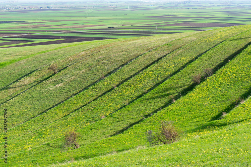 Terraced vibrant green agricultural fields at springtime in Transylvania, Romania.