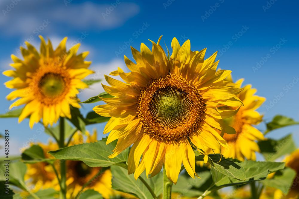 Sunflowers close up in field with the blue sky Sunflowers close up in field with the blue sky