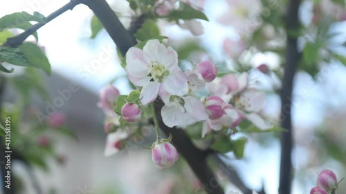 Spring apple flowers on apple branch trees blossom in the garden.
Honey bees collecting pollen from an apple blossom flower.