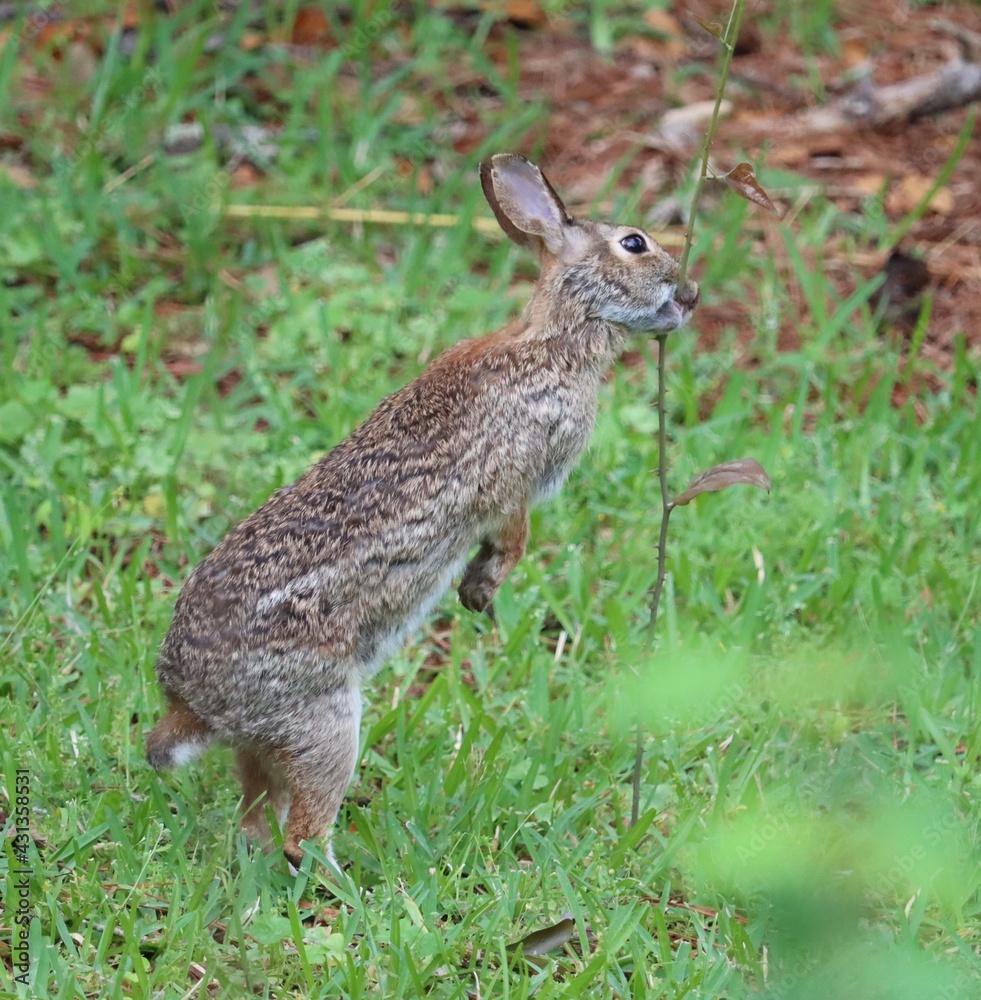 Fototapeta premium rabbit in the grass