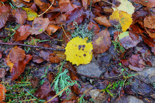 Closeup of autumn leaves in Gamueta forest, Huesca province, Spain photo