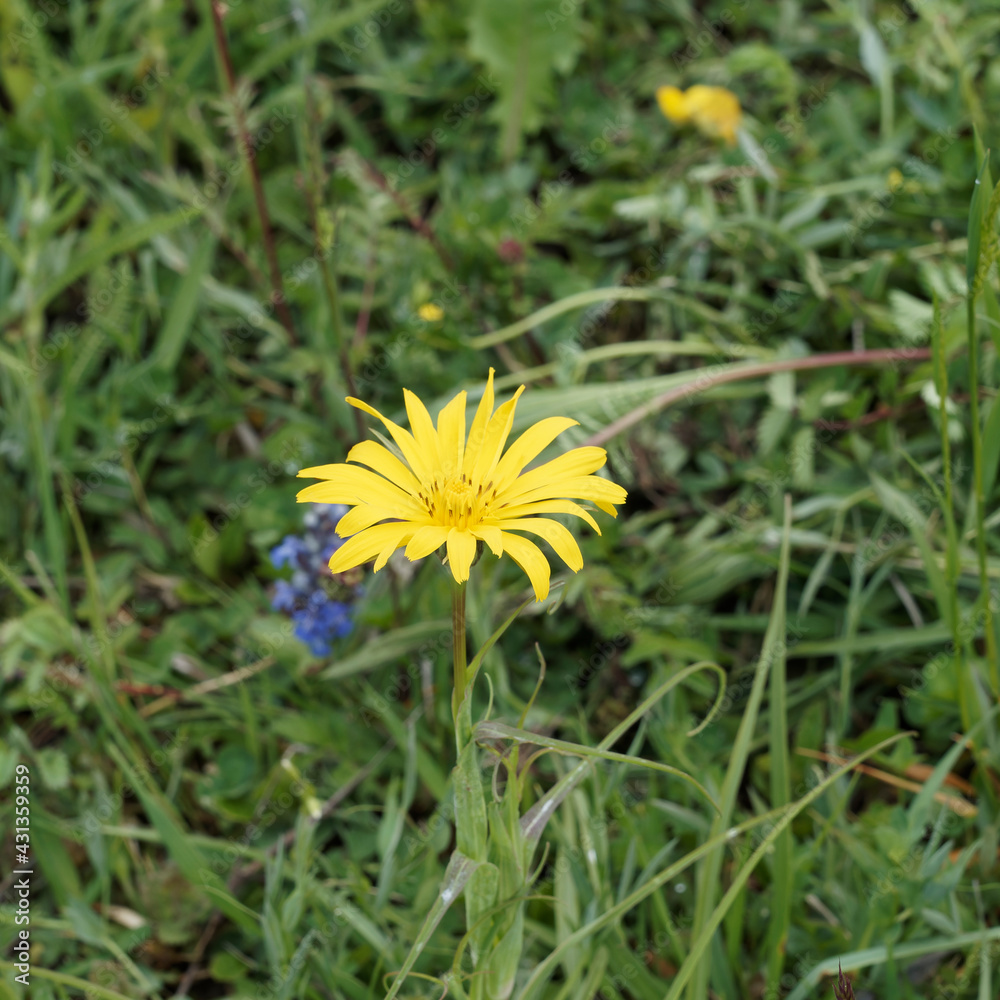 Salsifis d'Orient ou Tragopogon pratensis orientalis à floraison printanière de capitules jaune doré sur tige pourpre foncé garnie de feuilles étroite et pointue Salsifis d'Orient ou Tragopogon pratensis orientalis à floraison printanière de capitules jaune doré sur tige pourpre foncé garnie de feuilles étroite et pointue