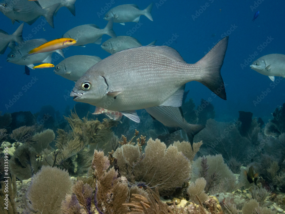 Fototapeta premium Bermuda Chub