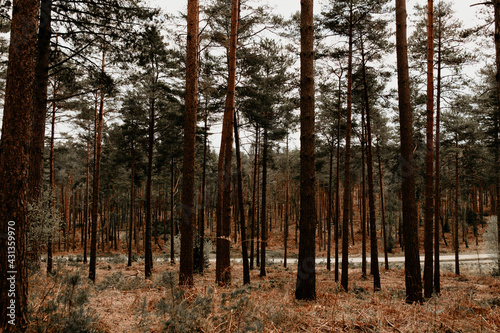 Fototapeta Naklejka Na Ścianę i Meble -  A forest scenery with pinewood and a road in the background. Outdoor nature image on an overcast day in the United Kingdom. Swinley Forest, Berkshire, Bracknell Forest. 