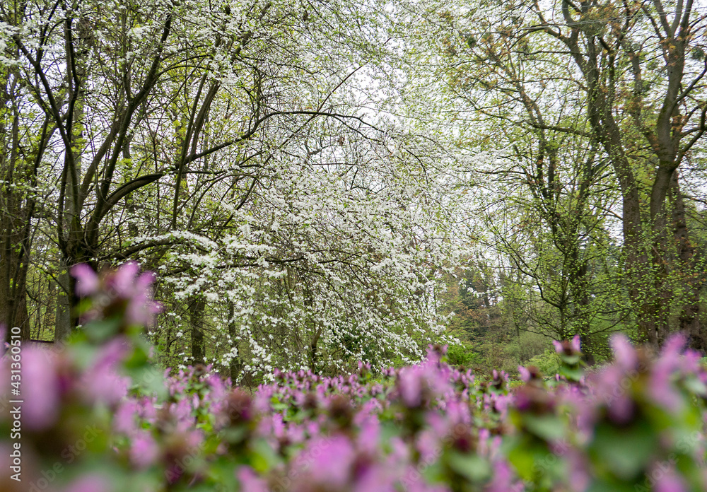 white blossom on trees and pink flowers in spring in the park white blossom on trees and pink flowers in spring in the park