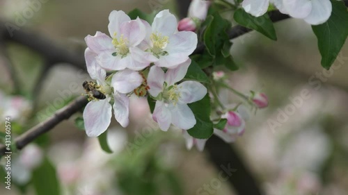 Spring apple flowers on apple branch trees blossom in the garden.
Honey bees collecting pollen from an apple blossom flower.